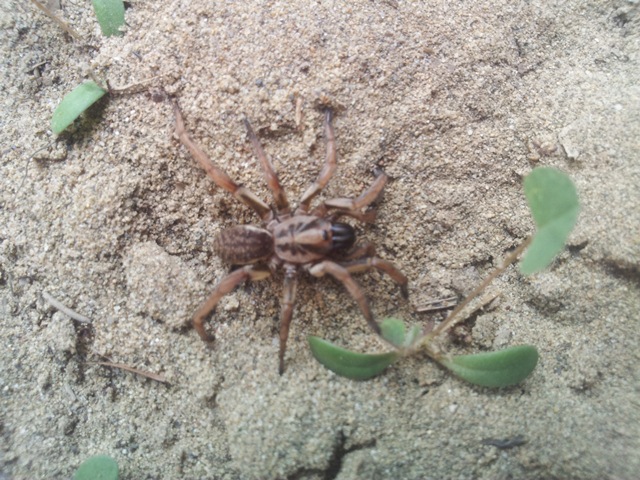 Nemesiidae - Marina di Grosseto/Castiglion della Pescaia